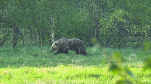 Bear Time-Lapse 動画素材 194033276