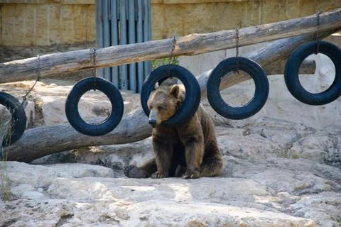 Bear with tire Stock Photos