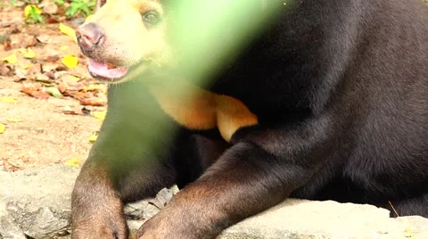 Bear tired from the heat. Stock Footage 63046999