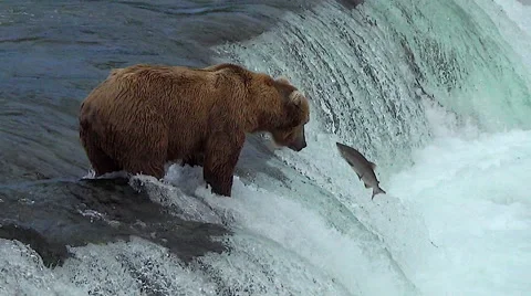 Bear at Top of Falls Shakes Her Coat as She waits for a Fish to Jump Close By Stock Footage 51266962