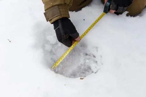 Bear trace in the snow Foto stock