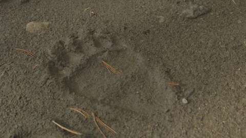 Bear Track Prints in Mud Stock Footage 122223550