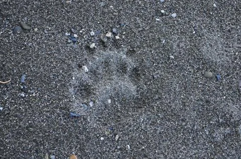 Bear track in the sand. Stock Photos