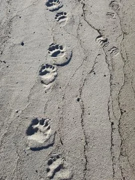 Bear tracks on the beach Stock Photos