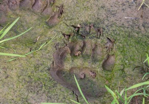 Bear tracks Stock Photos