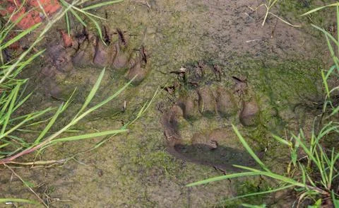 Bear tracks Stock Photos