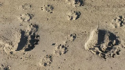 Bear tracks in the sand. Stock Photos