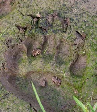 Bear trail Stock Photos