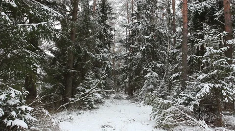 Bear trails Stock Footage 46795821