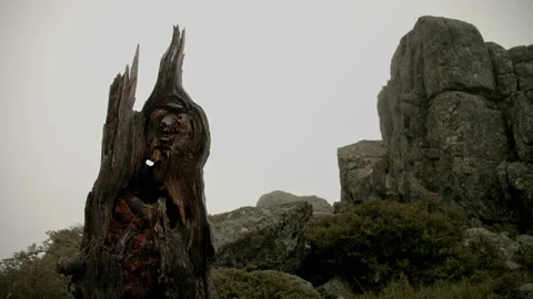 Bear-like tree trunk Stock Footage 149758469