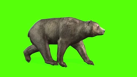 Bear Trot Green Screen Animation 4K Rend... | Stock Video | Pond5