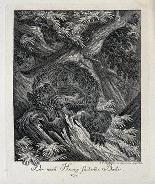 A bear trying to retrieve honey from a tree trunk is stung by bees. Etching.. Stock Illustration