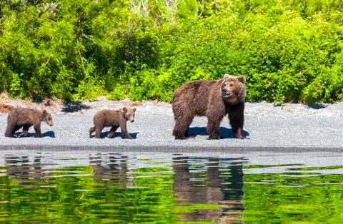 Bear with two cubs on the lake with reflection Stock Photos