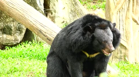 Bear. Very hot day. Stock Footage 63047502