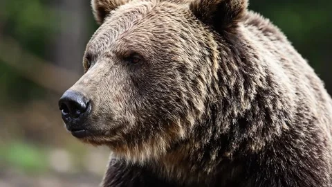 Bear video in 4k Stock Footage 324472420