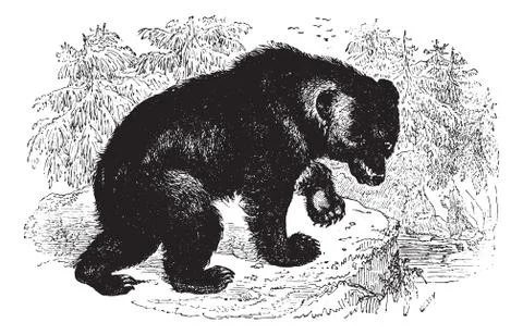 Bear, vintage engraving. Illustration