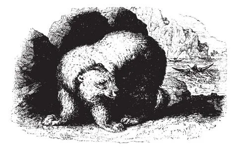Bear, vintaqe engraving. Illustration