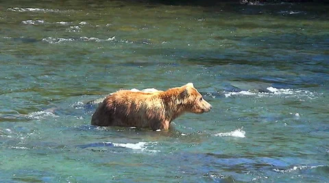 Bear Wading Downstream Comes Near Second Bear Snorkeling for Salmon Stock Footage 50975151