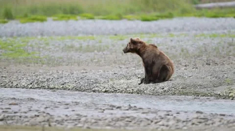 Bear waiting for the fish at a stream Stock Footage 10579431