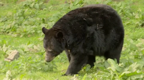 Bear on a walk Stock-Footage 64547162