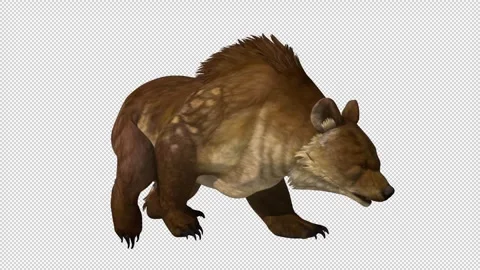 BEAR-Walk-Loop-alpha Video stock 242996132