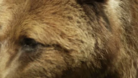 Bear walk, slow motion Stock-Footage 90770142