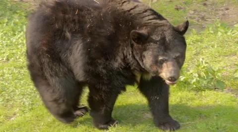 Bear on a walk (Ursus americanus) Stock Footage 64547166