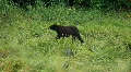 Bear walking along forest P HD 8678 HD Footage