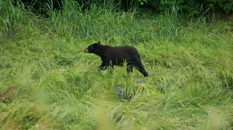 Bear walking along forest P HD 8678 Stock Footage 822970