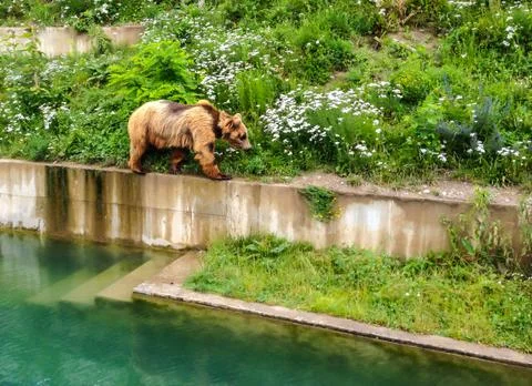 A Bear walking along pool edge in Bern Bear Pit (Barengraben) in Bern Bear Park Stock Photos