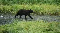 Bear walking along river Alaska P HD 8680 HD Footage
