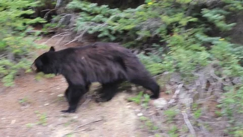 Bear walking and eating Stock Footage 93688064