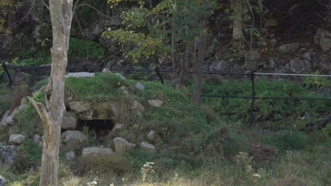 Bear walking behind a cave den Stock Footage 294944164