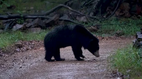 Bear walking down the safari trail of Ranthambore national park Stock Footage 321132077
