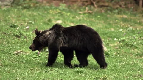 Bear Walking Eating Forest Wild Animal Nature Vídeo Stock 154002325
