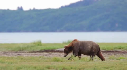 Bear walking Stock Footage 10579204