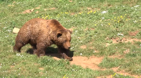Bear walking Stock Footage 51990449
