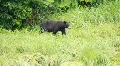 Bear walking forest meadow P HD 8690 HD Footage