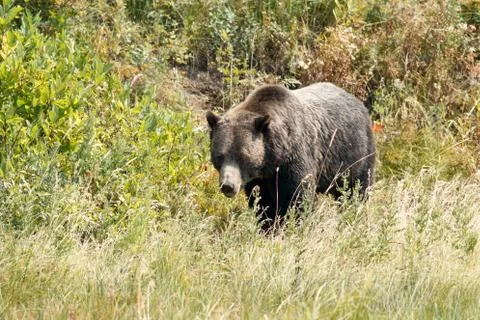 Bear walking in grass Stock Photos