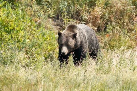 Bear walking in grass Stock Photos