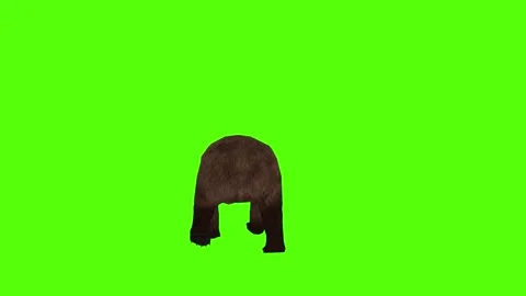 Bear Walking Green Sccreen Animation 4k Rendering Stock Footage 296263008