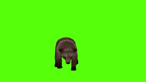 Bear Walking Green Sccreen Animation 4k Rendering Stock Footage 296263009