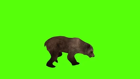 Bear Walking Green Sccreen Animation 4k Rendering Stock Footage 296263010