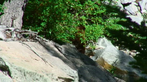 Bear walking up a hillside Stock Footage 304943