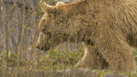 Bear walking left then turns to the right Stock Footage 105359839