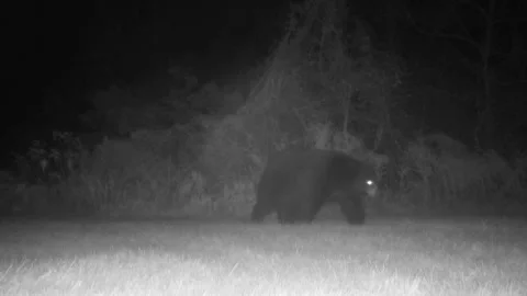 Bear walking left through the grass Stock Footage 165463097