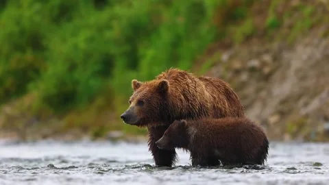 Bear Walking Near River Stock Footage 323136553
