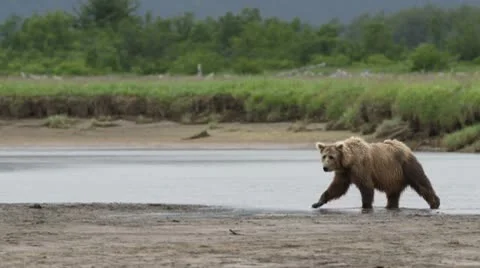 Bear walking next to a river Stock Footage 10582863