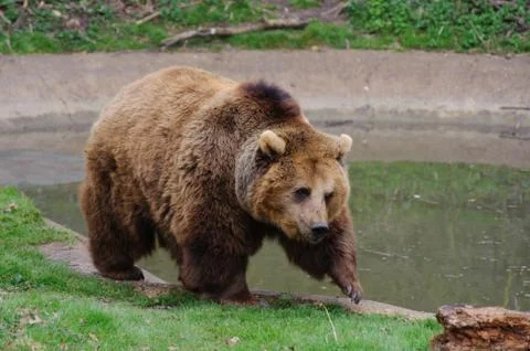 Bear walking Stock Photos