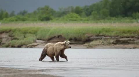 Bear walking in river Stock Footage 10588189